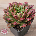 Echeveria Longissima x Raindrops