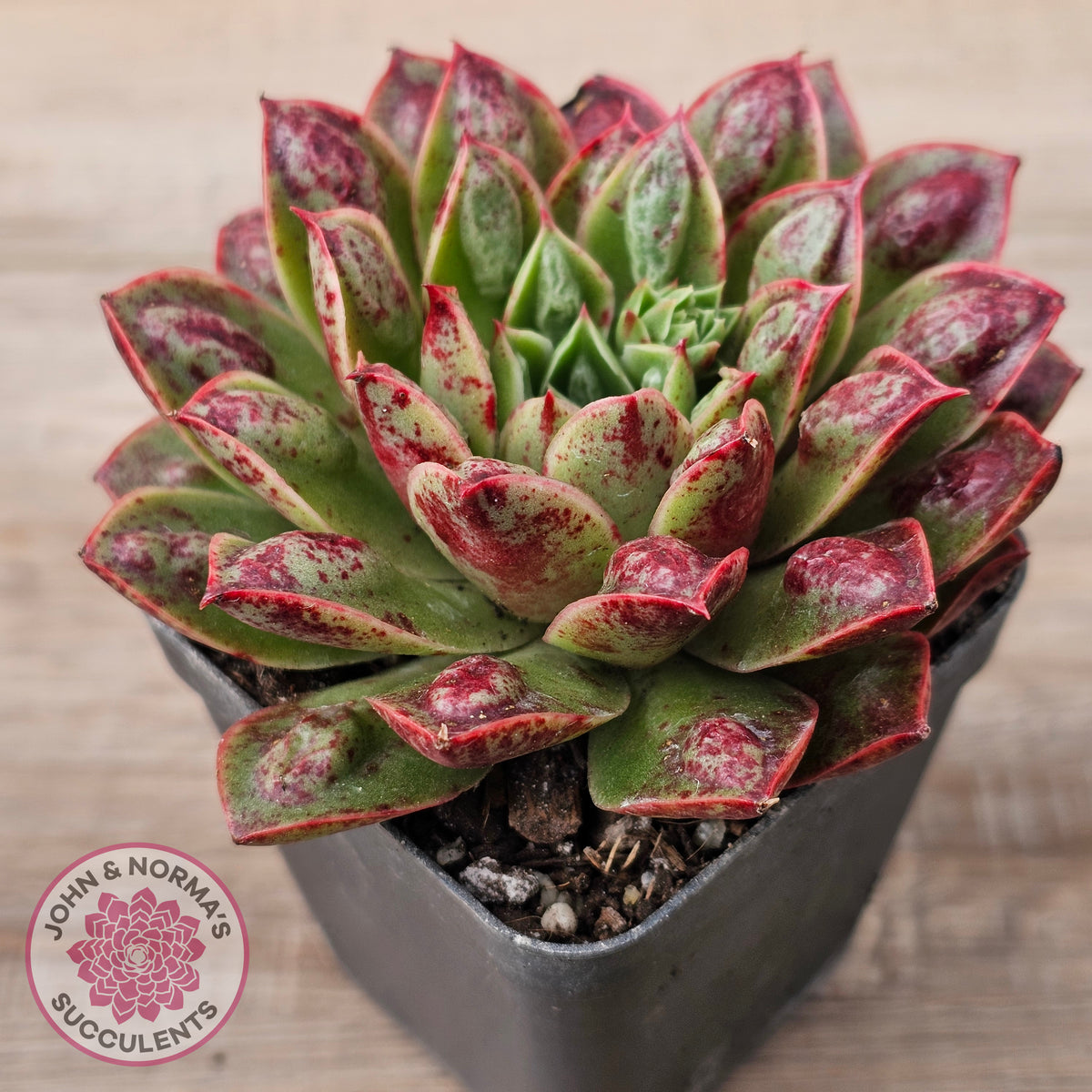 Echeveria Longissima x Raindrops