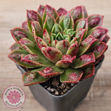 Load image into Gallery viewer, Echeveria Longissima x Raindrops
