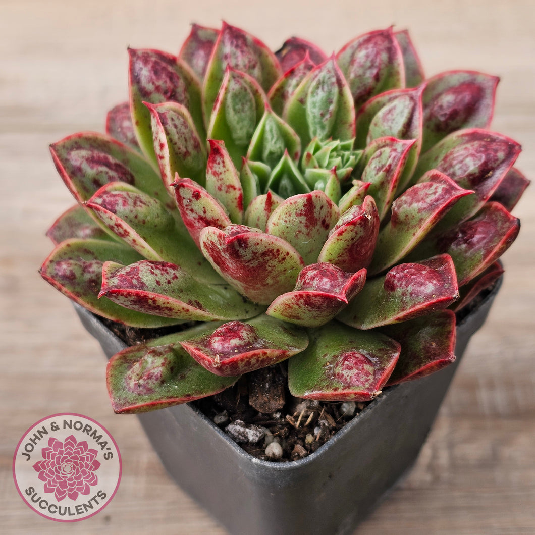Echeveria Longissima x Raindrops
