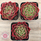 Echeveria 'Love Heart'