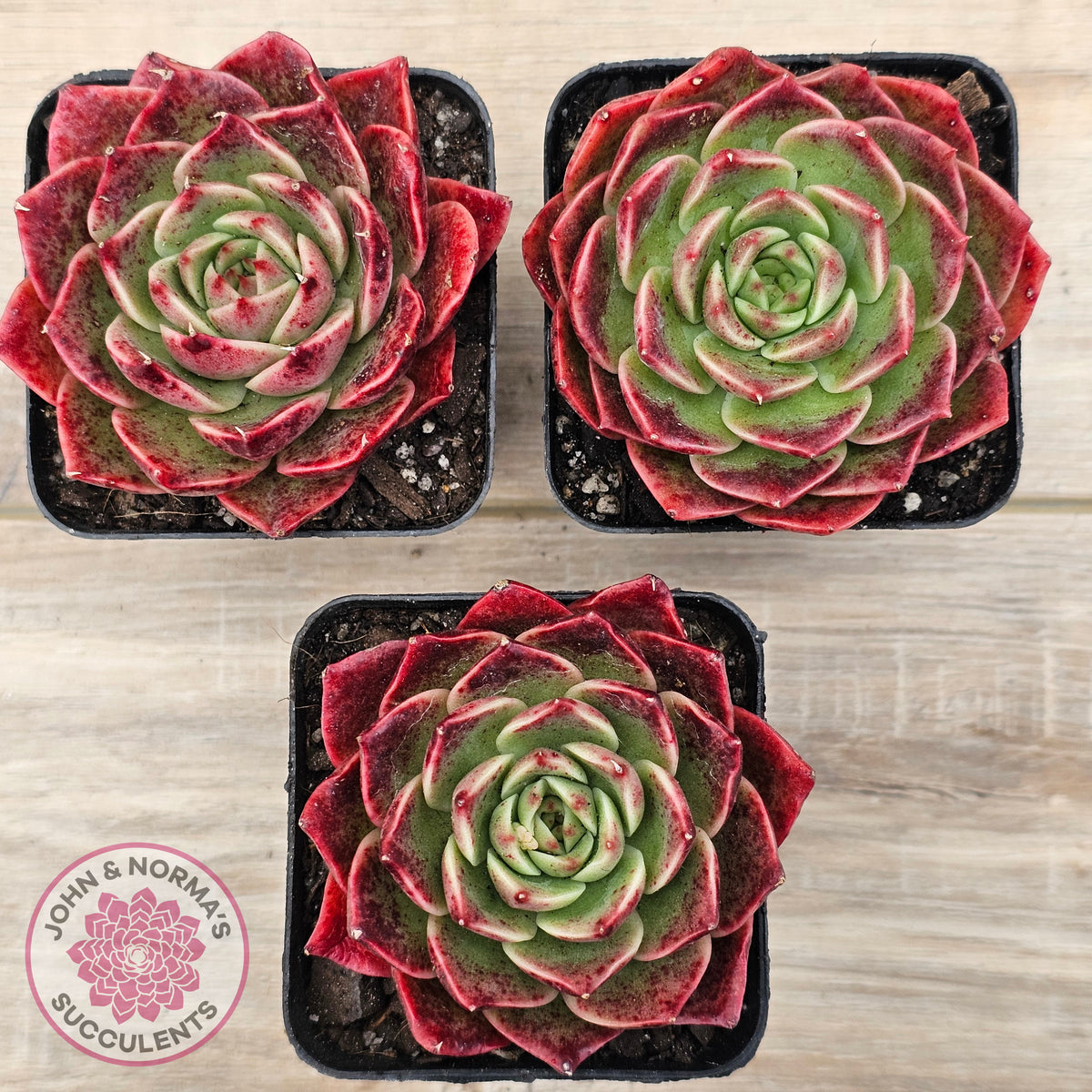 Echeveria 'Love Heart'