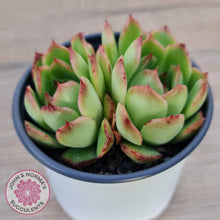 Load image into Gallery viewer, Echeveria &#39;Love Heart&#39; - John &amp; Norma&#39;s Succulents Australia
