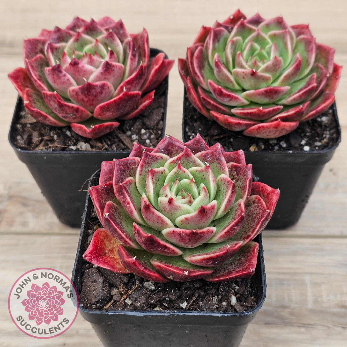 Echeveria 'Love Heart'