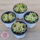 Echeveria 'Love Heart'
