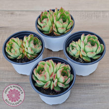 Load image into Gallery viewer, Echeveria &#39;Love Heart&#39; - John &amp; Norma&#39;s Succulents Australia
