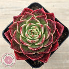 Echeveria 'Love Heart'