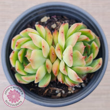 Load image into Gallery viewer, Echeveria &#39;Love Heart&#39; - John &amp; Norma&#39;s Succulents Australia
