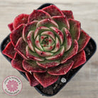 Echeveria 'Love Heart'