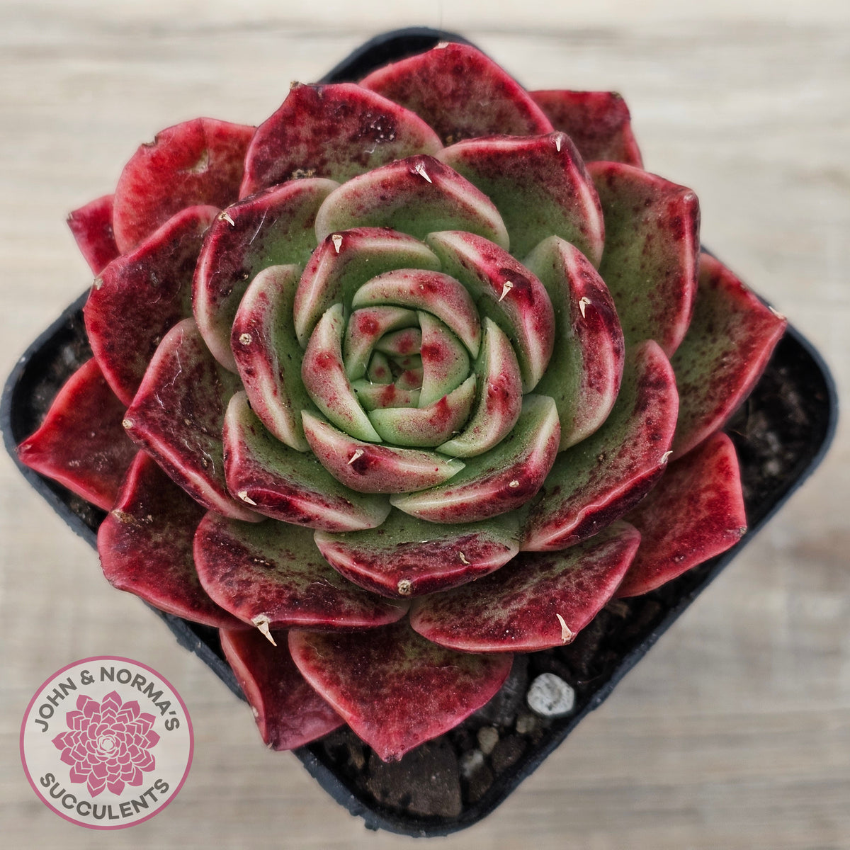 Echeveria 'Love Heart'