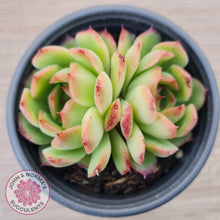 Load image into Gallery viewer, Echeveria &#39;Love Heart&#39; - John &amp; Norma&#39;s Succulents Australia
