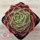 Echeveria 'Love Heart'