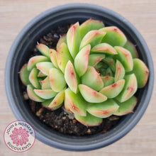 Load image into Gallery viewer, Echeveria &#39;Love Heart&#39; - John &amp; Norma&#39;s Succulents Australia
