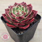 Echeveria 'Love Heart'
