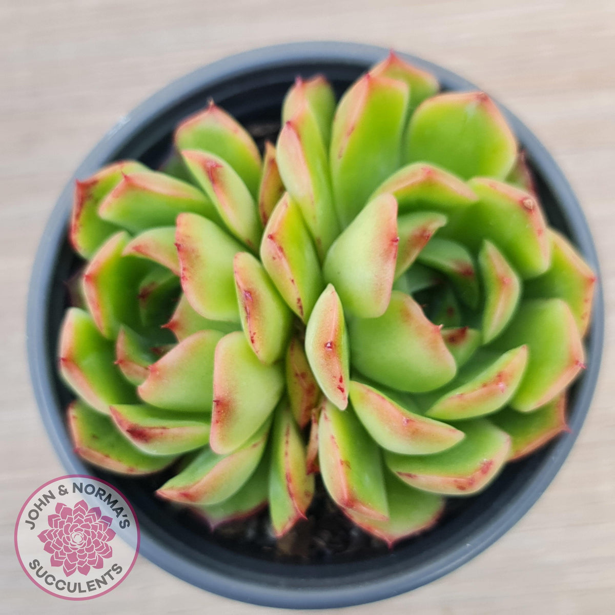 Echeveria 'Love Heart'