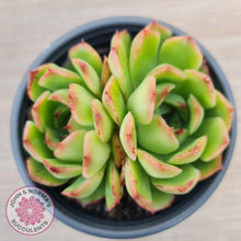 Load image into Gallery viewer, Echeveria &#39;Love Heart&#39; - John &amp; Norma&#39;s Succulents Australia
