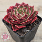 Echeveria 'Love Heart'
