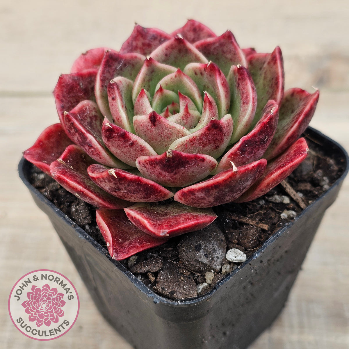 Echeveria 'Love Heart'