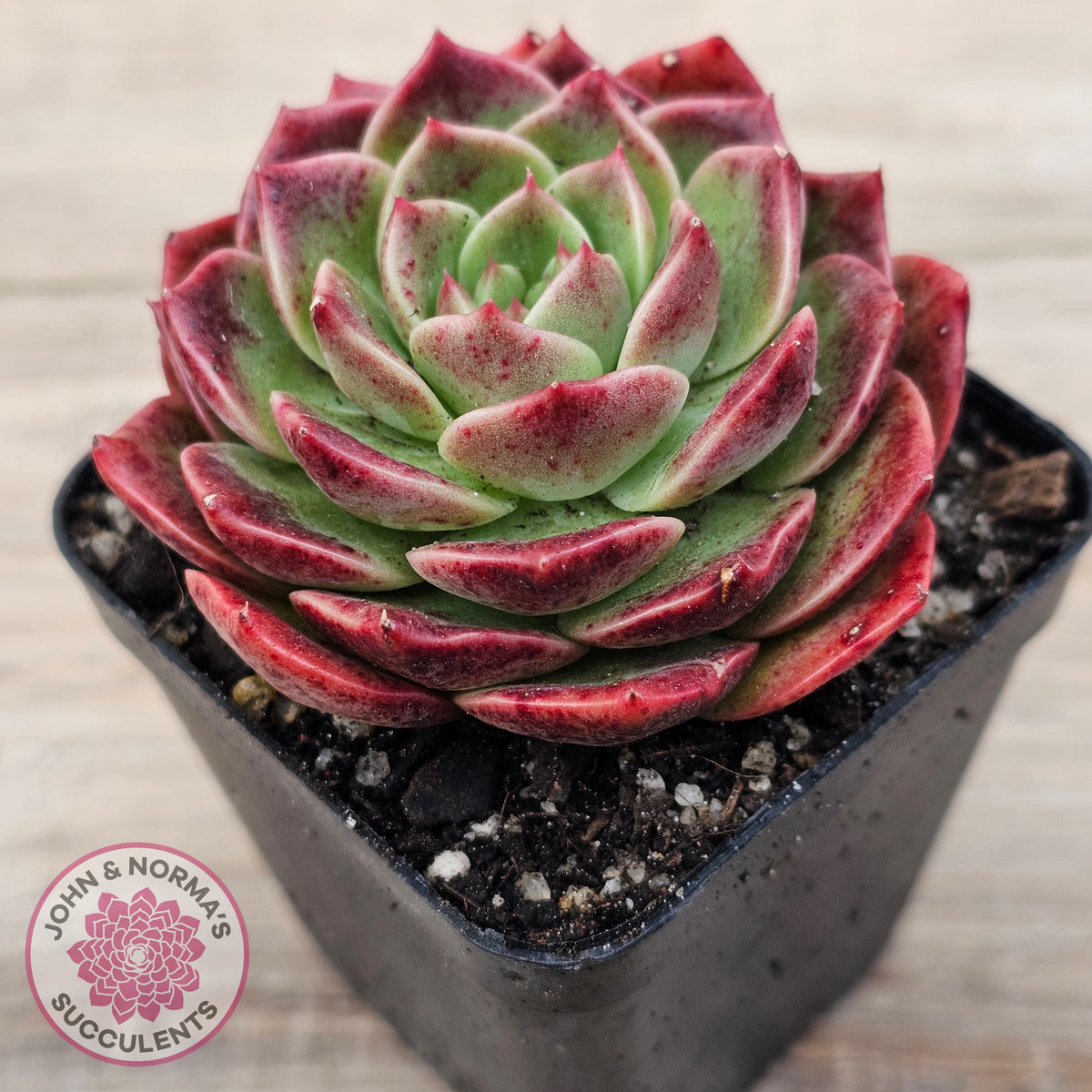 Echeveria 'Love Heart'