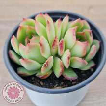 Load image into Gallery viewer, Echeveria &#39;Love Heart&#39; - John &amp; Norma&#39;s Succulents Australia
