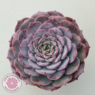 Echeveria 'Lovely Bear'