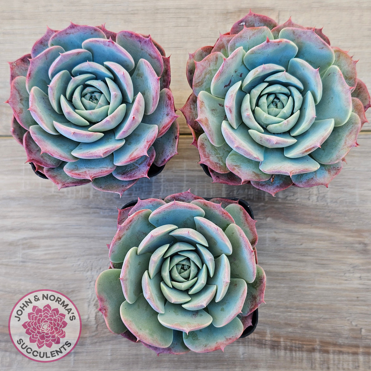 Echeveria 'Lovely Bear'