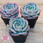 Echeveria 'Lovely Bear'