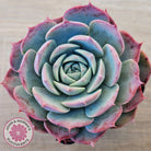Echeveria 'Lovely Bear'