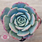 Echeveria 'Lovely Bear'