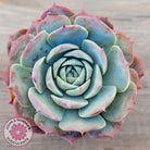 Echeveria 'Lovely Bear'
