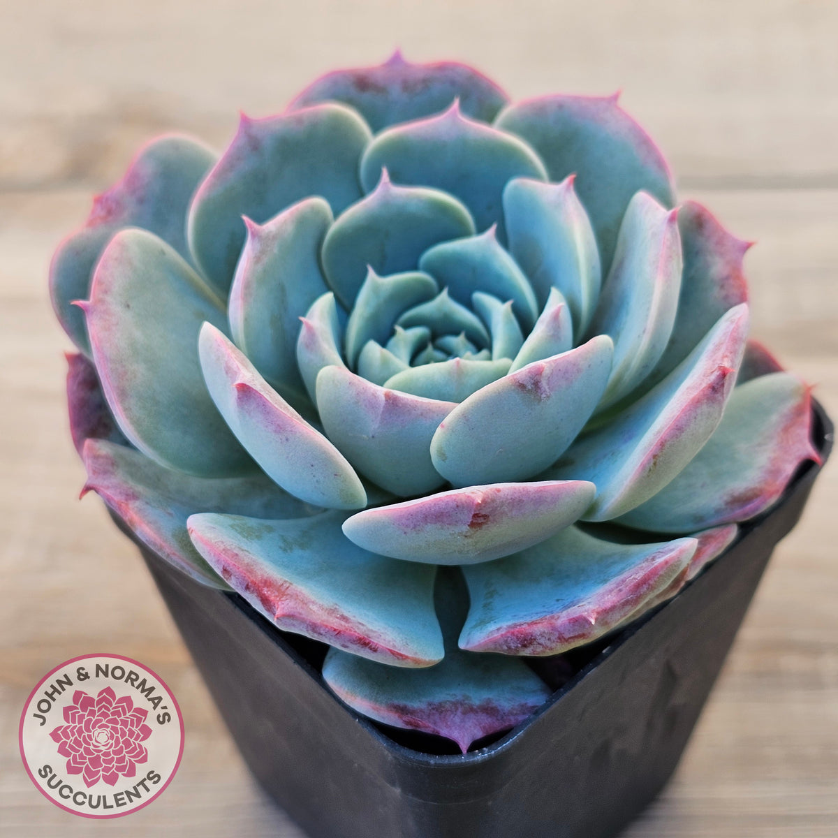 Echeveria 'Lovely Bear'