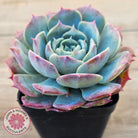 Echeveria 'Lovely Bear'