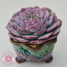 Load image into Gallery viewer, Echeveria &#39;Lovely Bear&#39;
