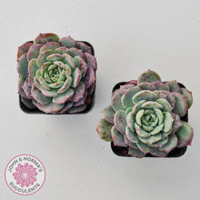 Load image into Gallery viewer, Echeveria &#39;Lovely Bear&#39;
