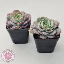 Load image into Gallery viewer, Echeveria &#39;Lovely Bear&#39;
