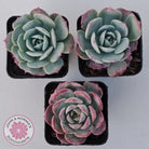 Echeveria 'Lovely Bear'