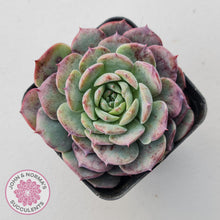 Load image into Gallery viewer, Echeveria &#39;Lovely Bear&#39;
