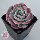 Echeveria 'Lovely Bear'