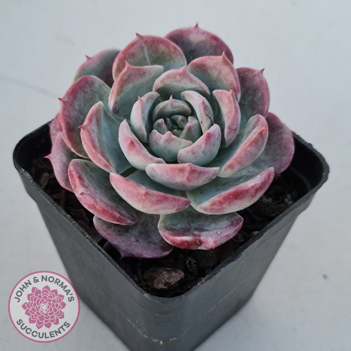 Echeveria 'Lovely Bear'