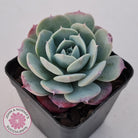 Echeveria 'Lovely Bear'