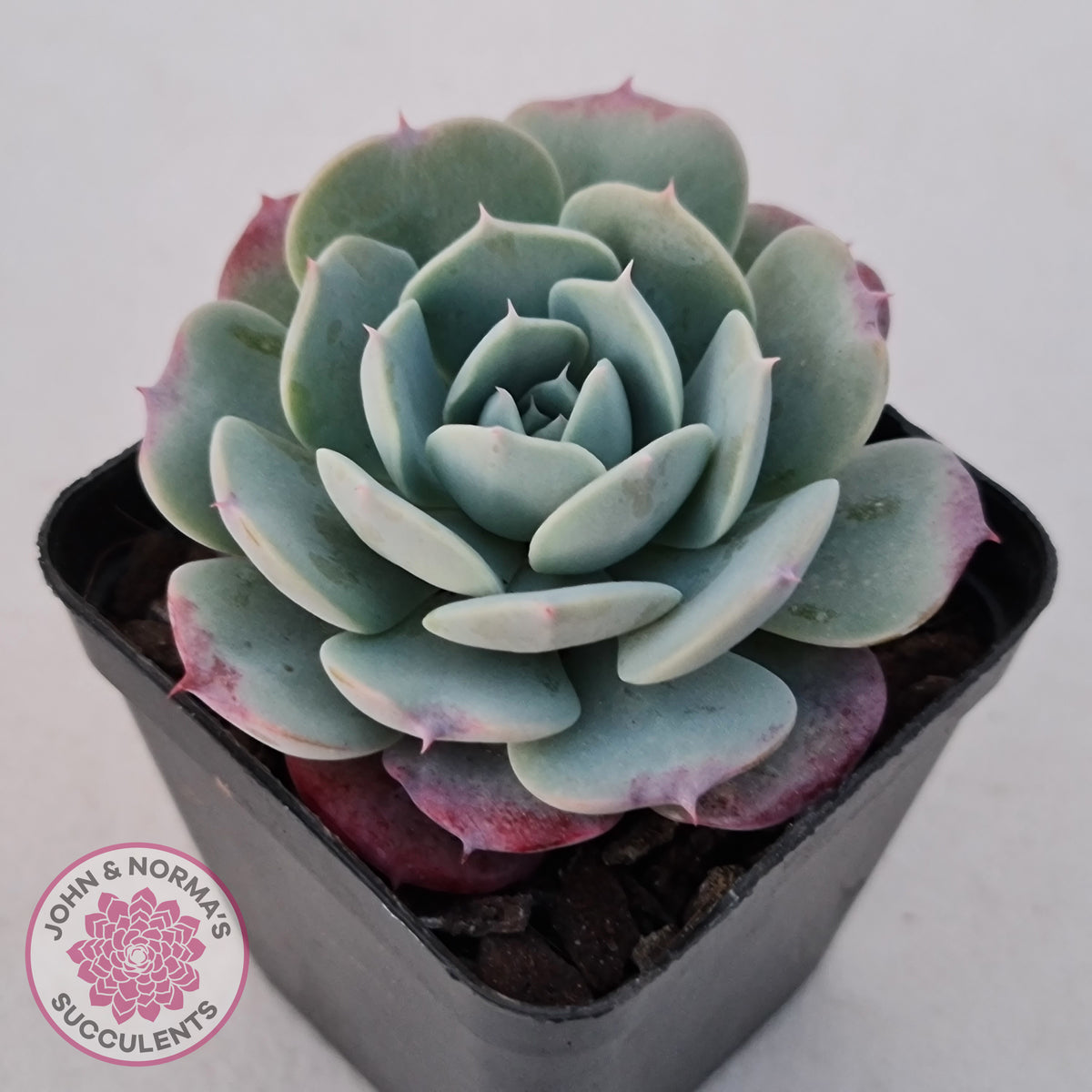 Echeveria 'Lovely Bear'