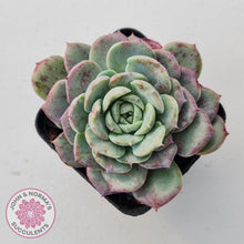 Load image into Gallery viewer, Echeveria &#39;Lovely Bear&#39;
