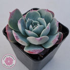 Echeveria 'Lovely Bear'
