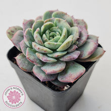 Load image into Gallery viewer, Echeveria &#39;Lovely Bear&#39;
