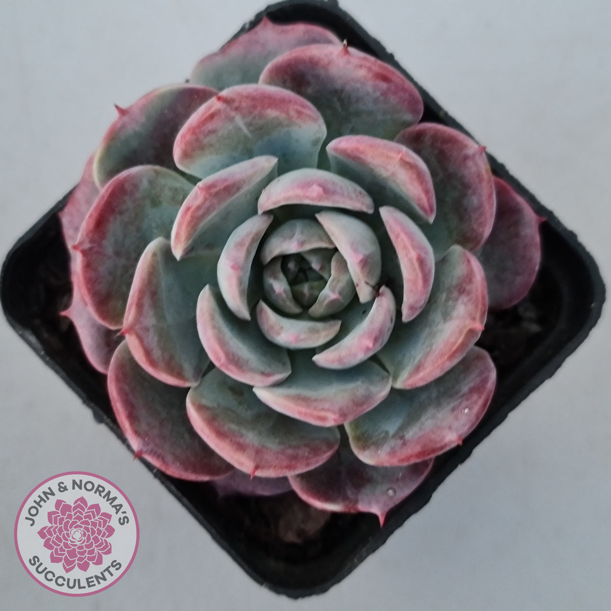 Echeveria 'Lovely Bear'