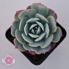 Echeveria 'Lovely Bear'