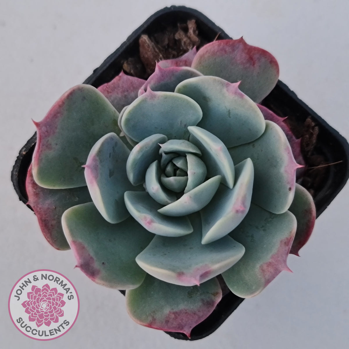 Echeveria 'Lovely Bear'