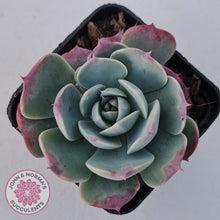 Load image into Gallery viewer, Echeveria &#39;Lovely Bear&#39;
