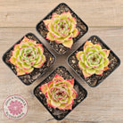 Echeveria 'Lovely Q'