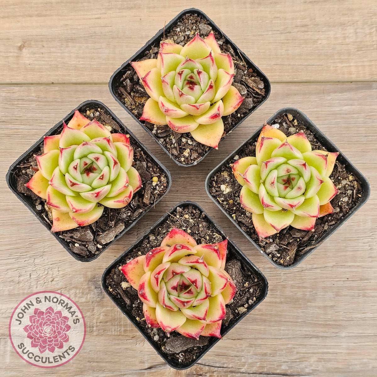 Echeveria 'Lovely Q'